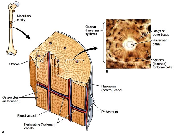 Bones. Bones Structure. Bone Tissue. Bone Membranes knee diagrams to label 